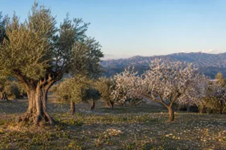 Parcela edificable en Casares