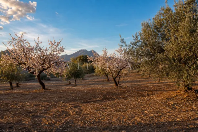 Terrain urbain à Estepona — photo 2